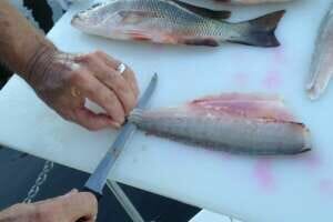 Best Fillet Knife / Best Fish Fillet Knife